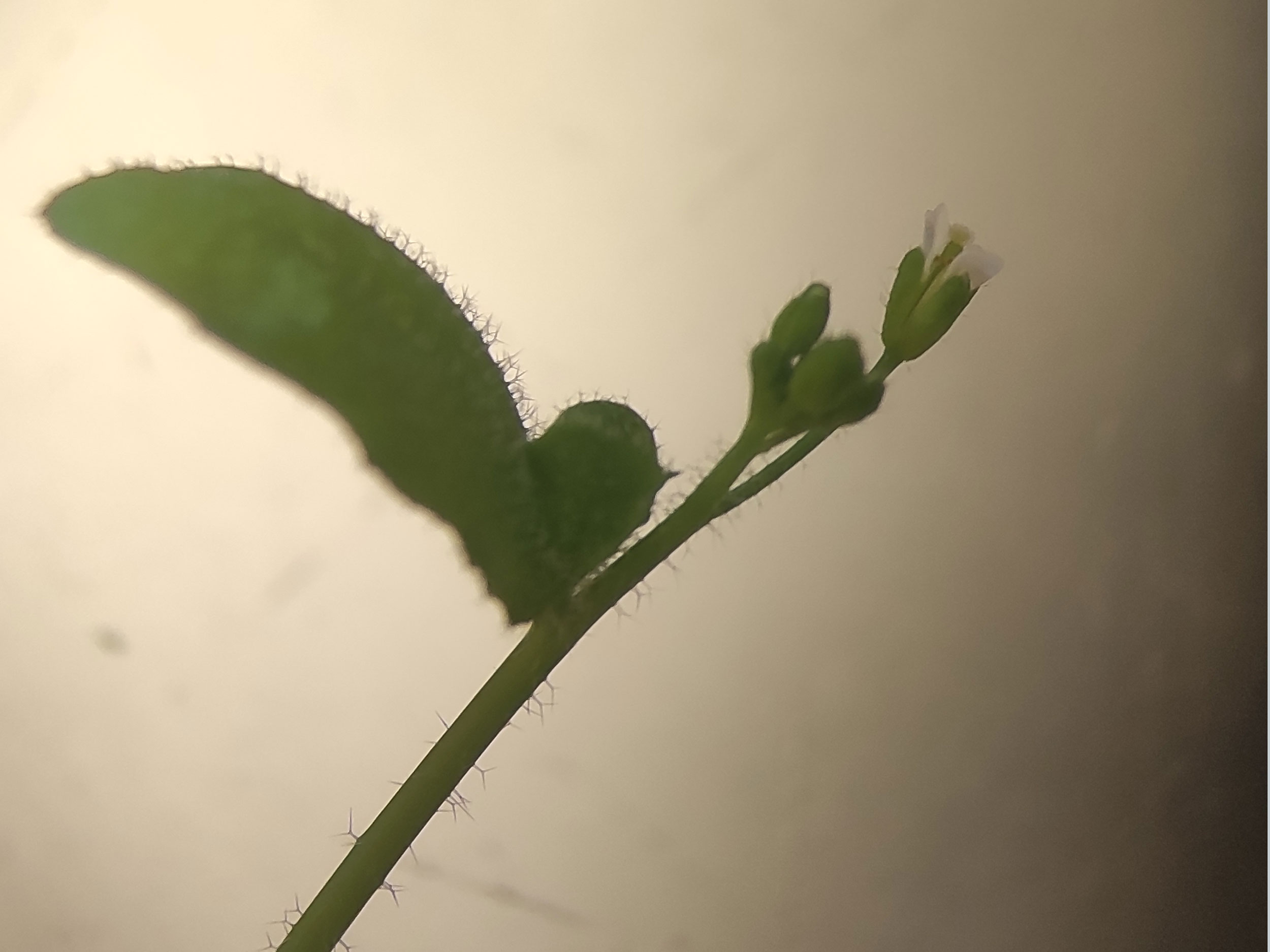 Arabidopsis