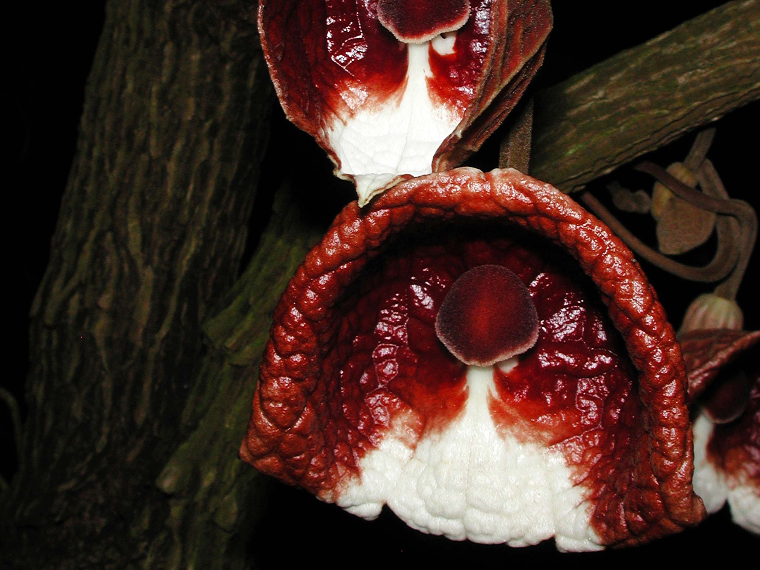 Aristolochia arborea