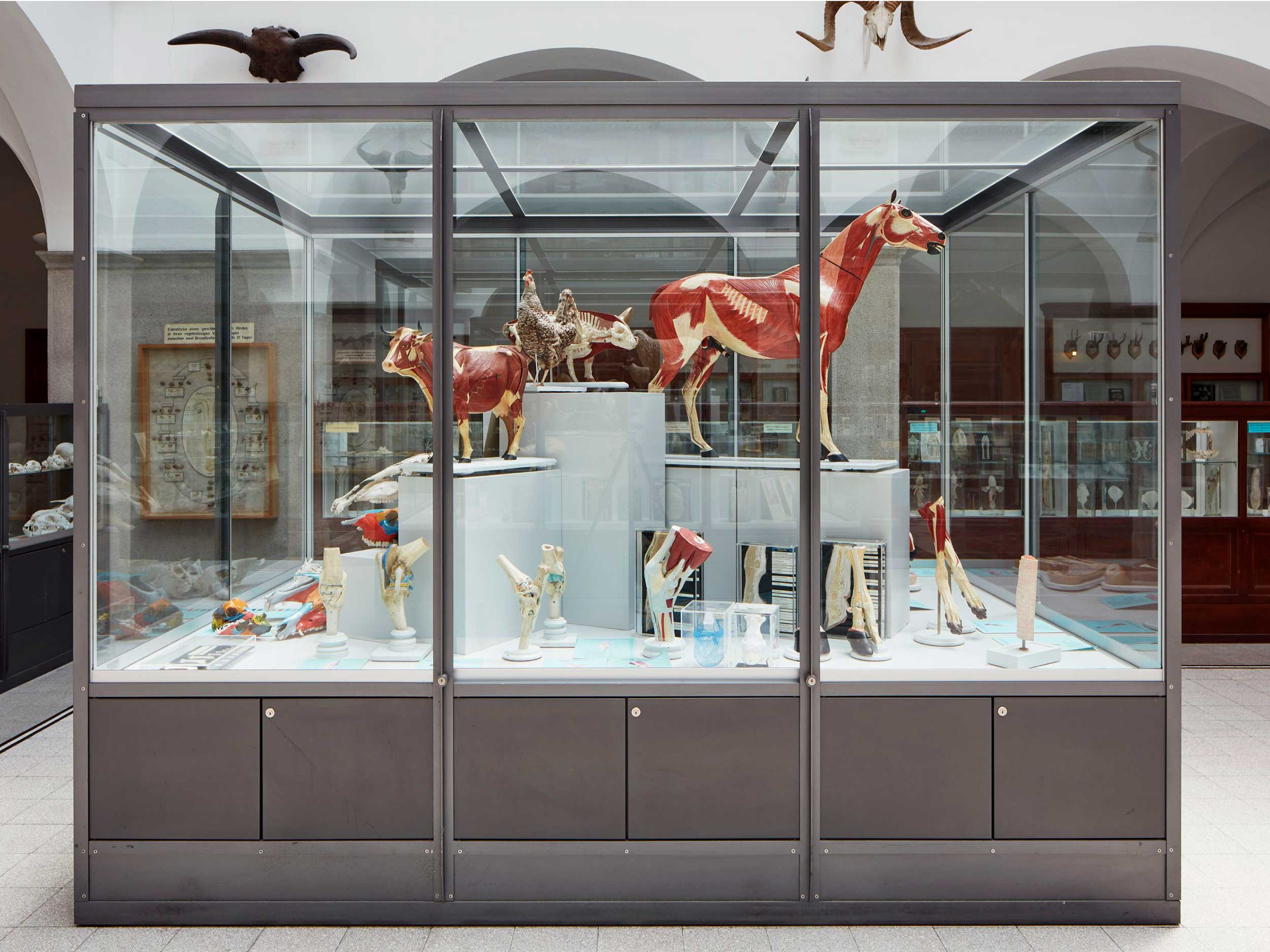 Anatomische Sammlung