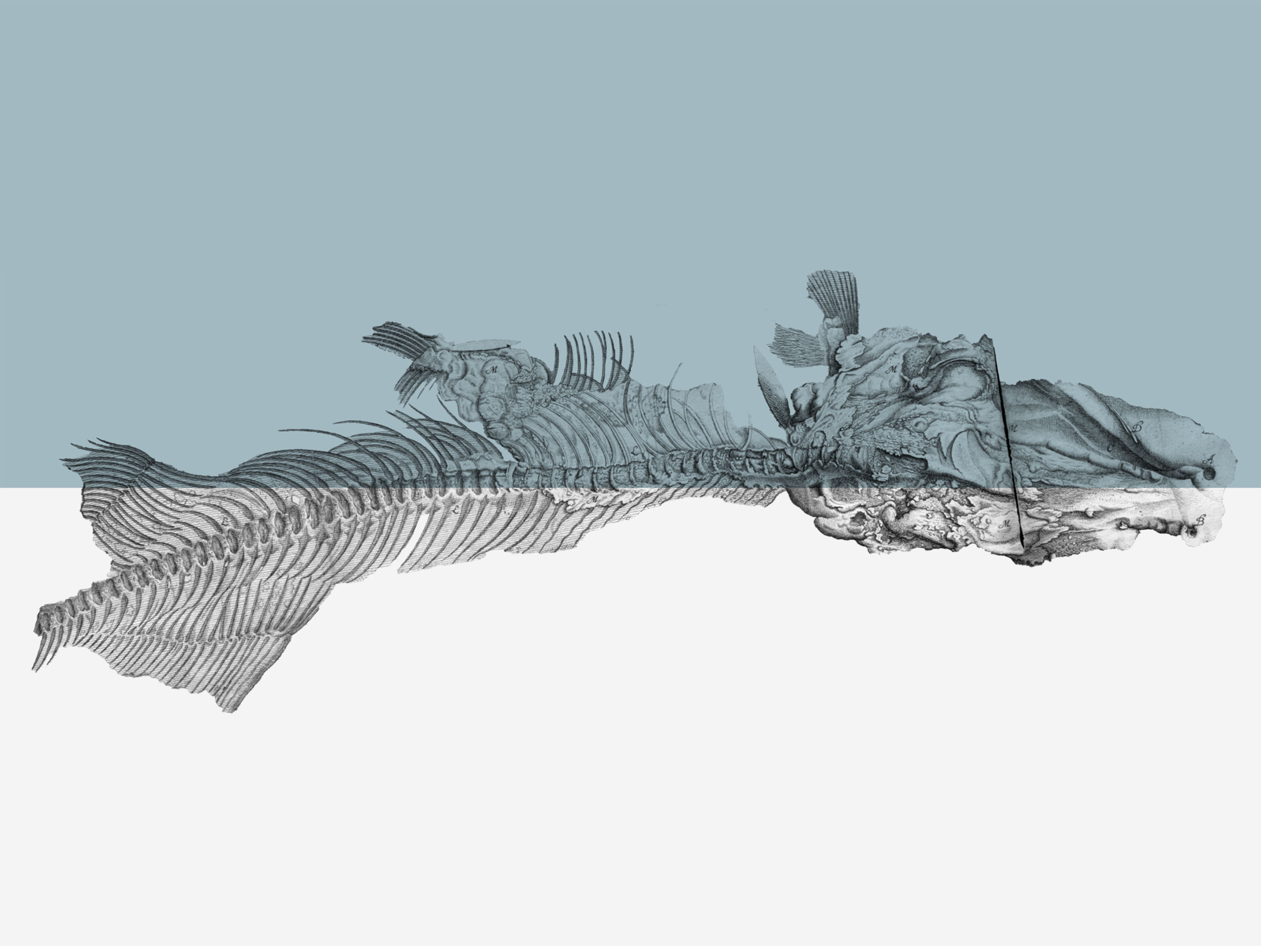 Naturwissenschaftliche Illustration