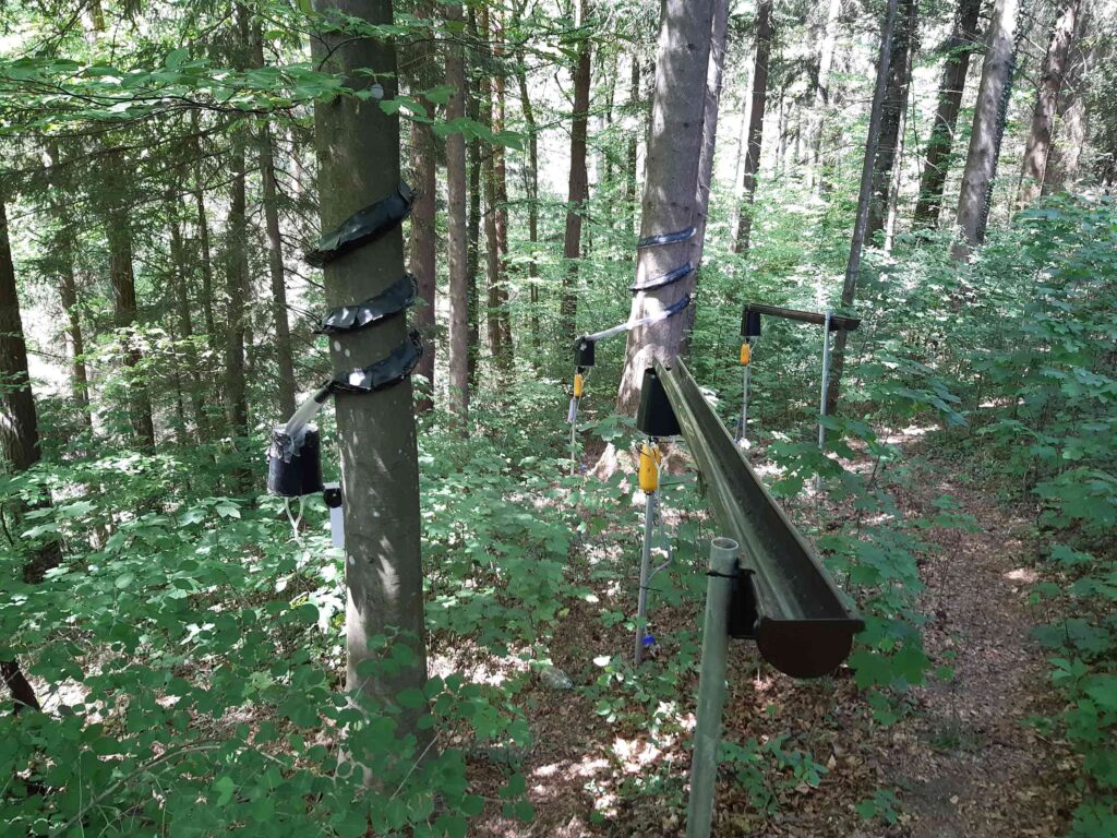 Messung der Interzeption von Buchen