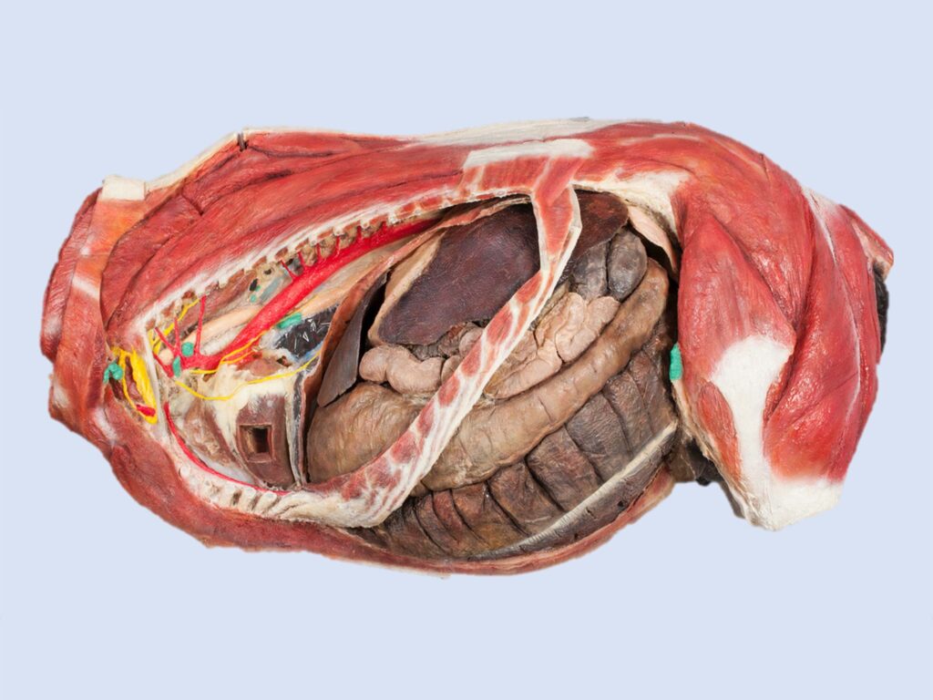 Anatomisches Tierpräparat