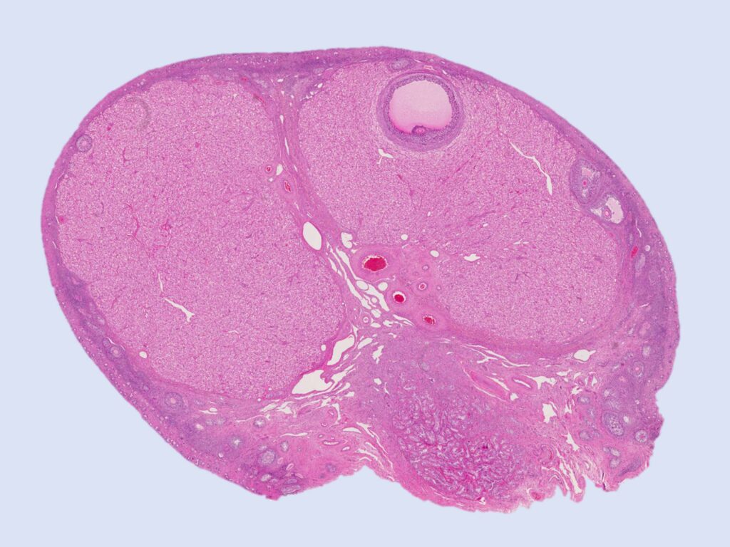 Mikroanatomischer Gewebeschnitt